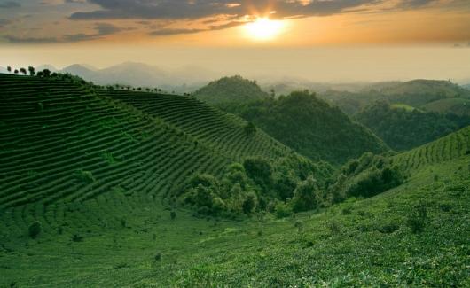 阳朔茶观园景区