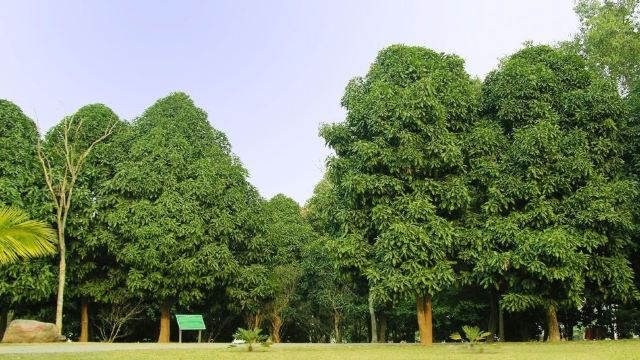 西雙版納南藥園景區門票,景洪西雙版納南藥園景區攻略/地址/圖片/門票